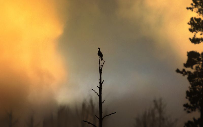 тетерев, косач, black grouse, Lyrurus tetrix, птица, дикая природа, bird, wild bird, птицы России, birdwatching, nature, wildlife photography, пейзаж, закат, evening light, golden hour, field, silhouette, sunset landscape, warm tones Тетерев-косач / Lyrurus tetrixphoto preview