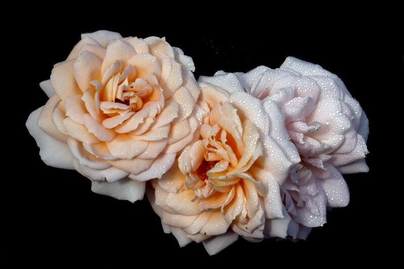 розы 15 июля в Коломенскомphoto preview