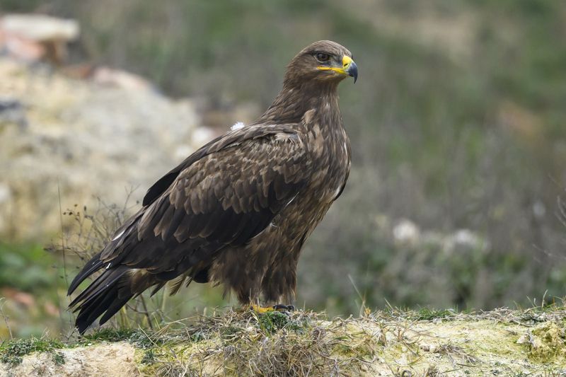 Степной орелphoto preview