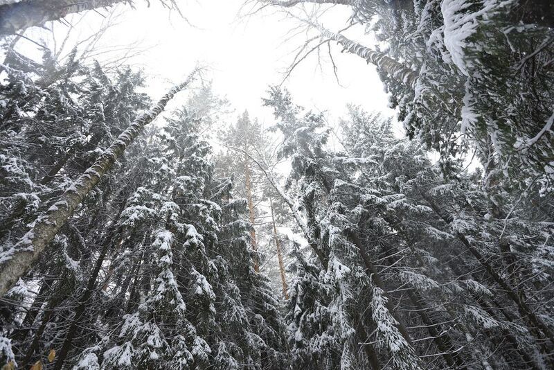beauty, karakan, western siberia, flora, ice, scenic, branch, trees, beautiful, fairytale, season, wood, nobody, natural, winter wonderland, snowstorm, tree, frozen, background, snow, covered, forest, pine, cold, scenery, karakansky, ecology, karakan reli ****photo preview