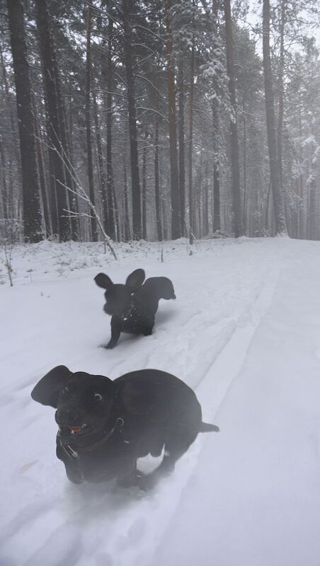 black, dachshund, frozen, looking, ice, season, snowy, tree, motion, weather, day, fur, doggy, pedigree, run, funny, active, puppy, walk, frost, mammal, friend, playful, outdoors, outside, adorable, purebred, background, beautiful, park, fun, young, domes ****photo preview