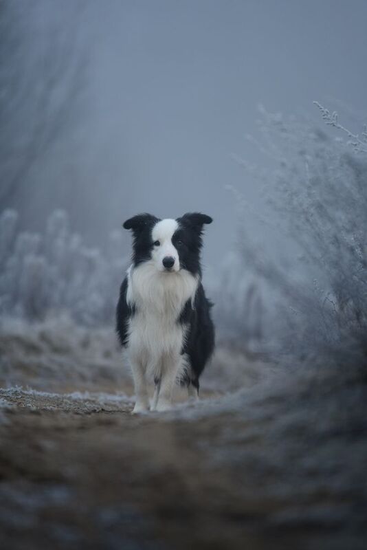 Утро ноябряphoto preview