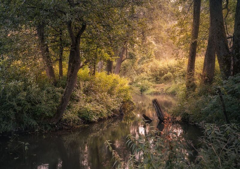 Лесная свежестьphoto preview