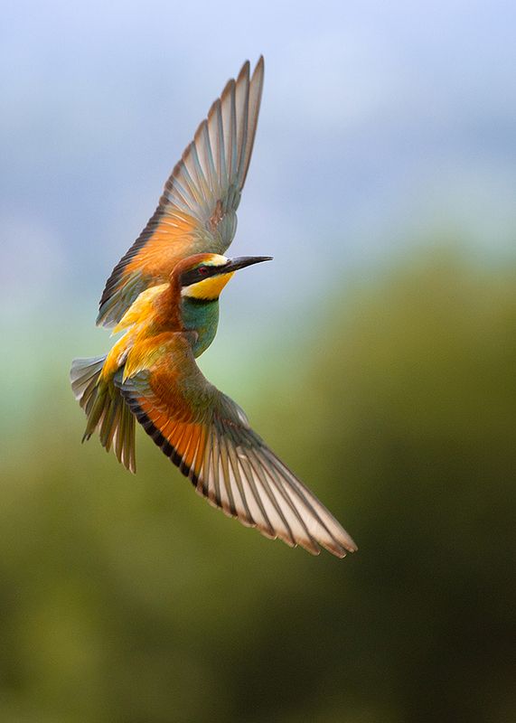 Bee-eater фото превью