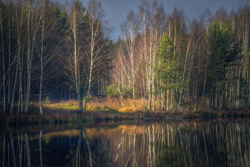 ноябрь черная порза серково Осенний сюжетphoto preview