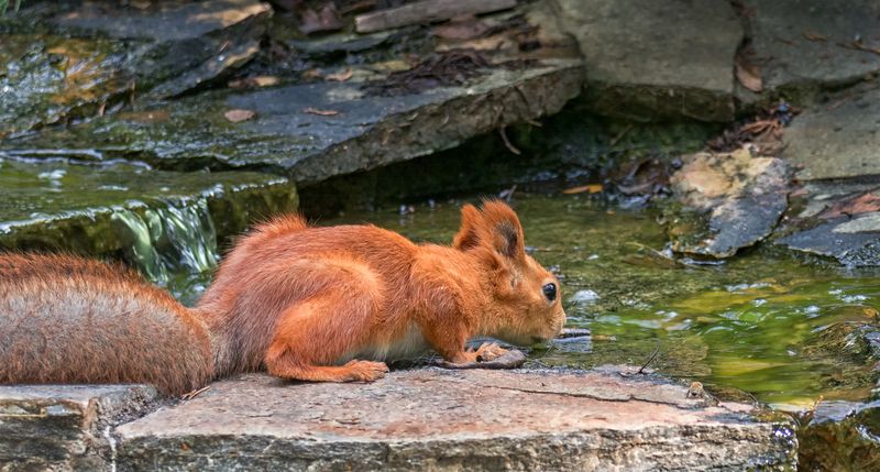 белка, лес, вода, Вода - это жизнь! 2 ФОТО.photo preview