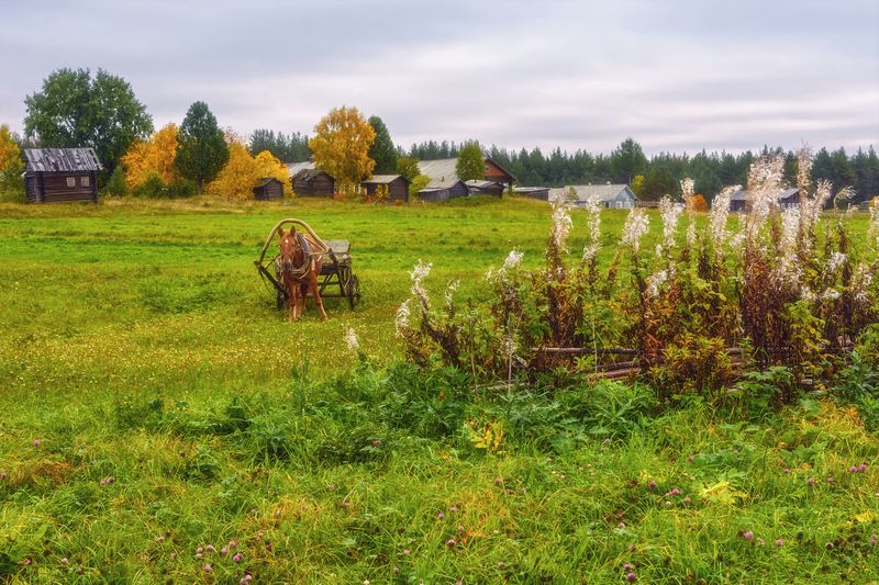 осень, сентябрь, деревня, дома, лошадь, деревья, трава, кусты, иван-чай, пинега Когда отцвёл иван-чайphoto preview