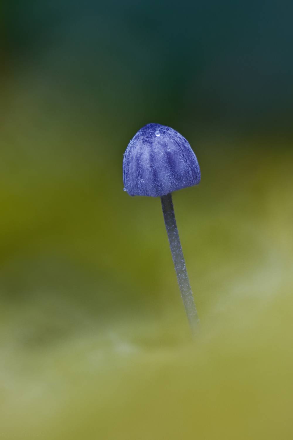 Автор: Jozef Mihalčin , Jozef Mihalčin