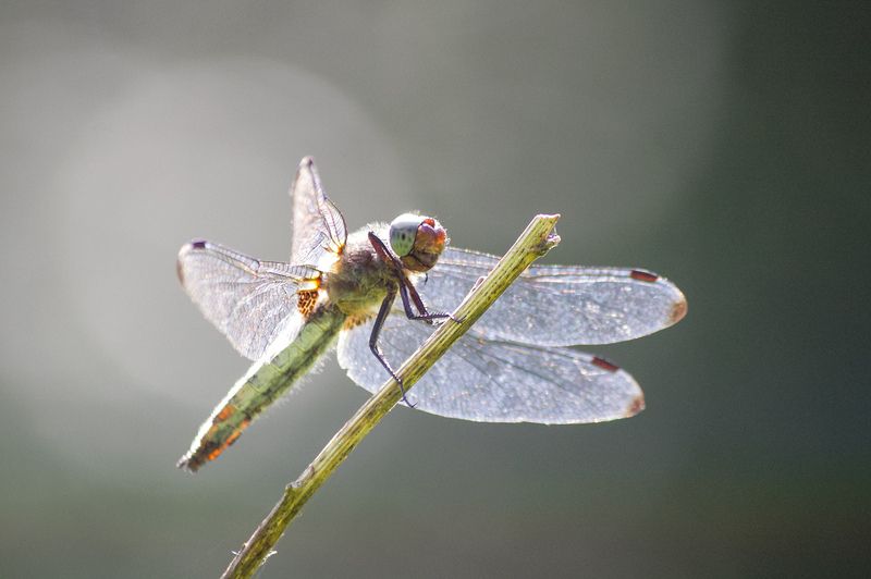 стрекоза, стрекоза кроваво-красная, сжатобрюх кроваво-красный, стрекоза кровяная, sympetrum sanguineum Стрекоза кроваво-краснаяphoto preview