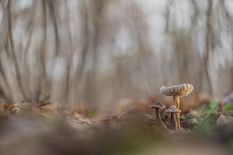 осень, лес, грибы, макро  фото превью
