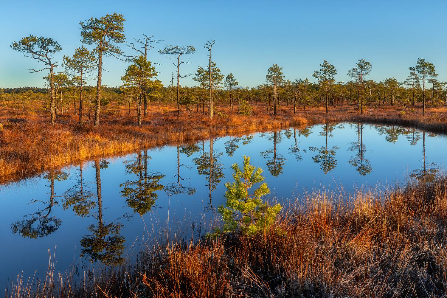 болото, утро, рассвет, природа, пейзаж, мухино, мухинское болото, пруд, ленинградская область,, Alexander Pashenichev