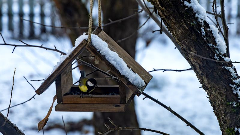 зима, синица, семечки, кормушка. Начало зимы. фото превью