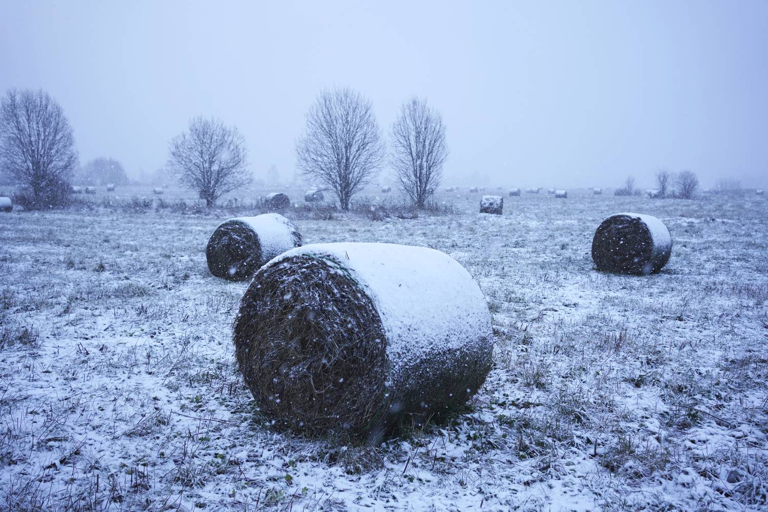 , Алёна Таланова