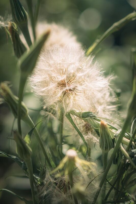 одуванчик, большой одуванчик Одуванчик сердитphoto preview