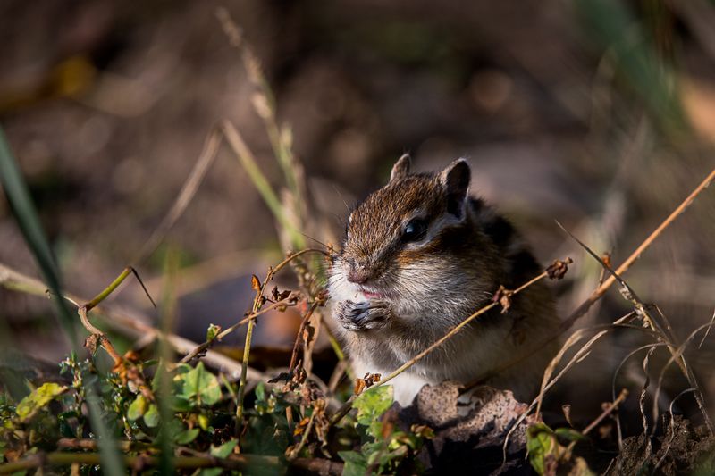 бурундук, грызун бурундук фото превью