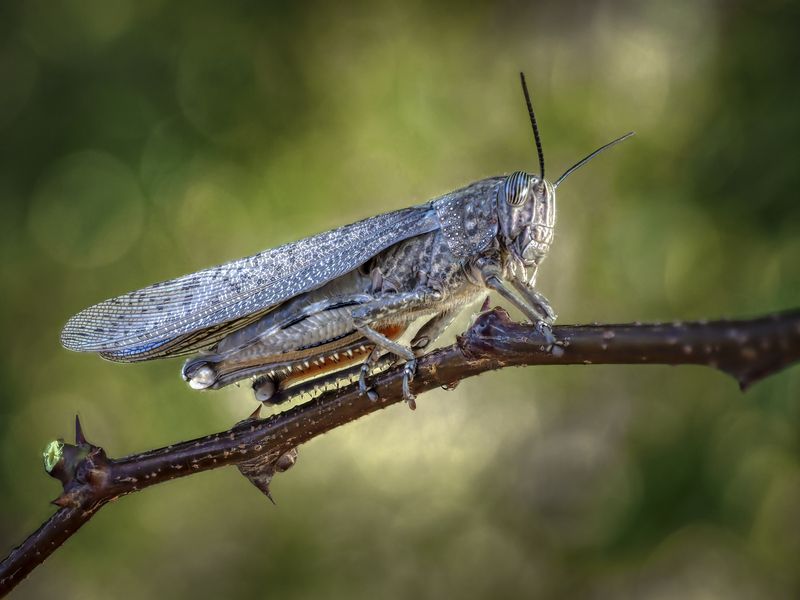Саранча.photo preview