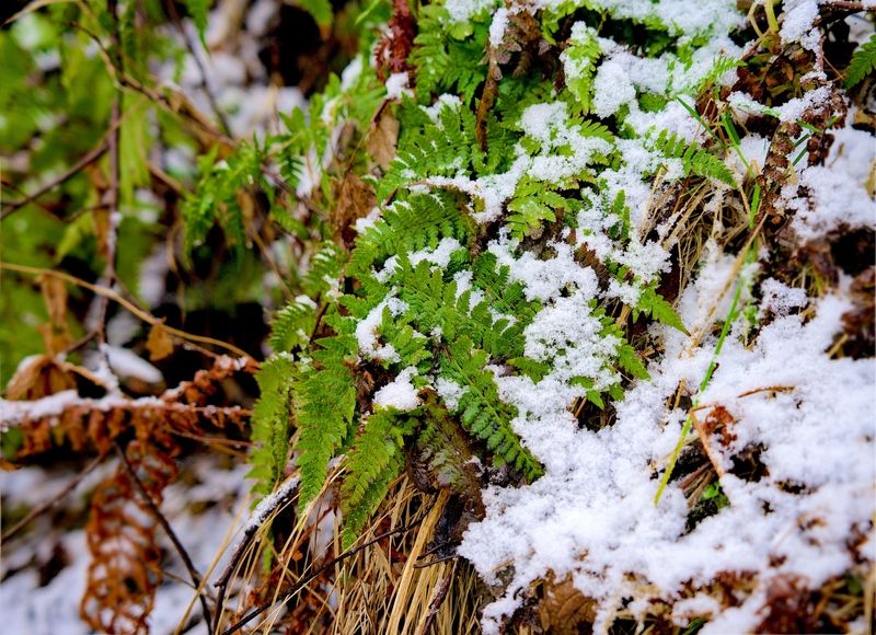 Первый снегphoto preview