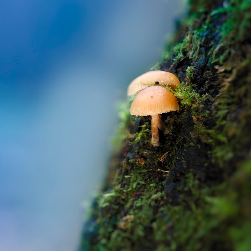 грибы Грибочкиphoto preview