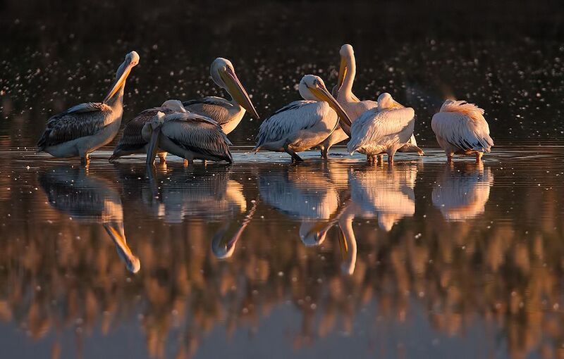 пеликан, pelicans, израиль,перелетные птицы, миграция, хула, долина хула,  white pelicans, pelecanus,пеликаны Pelicans -Пеликаны на зимовкеphoto preview