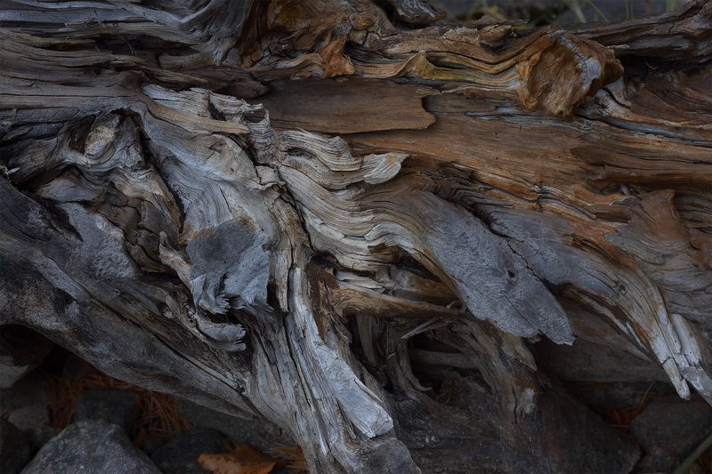 Старый пеньphoto preview