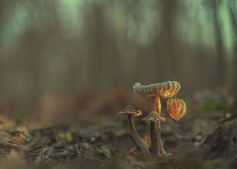 осень, лес, грибы, макро Время зажигать огниphoto preview