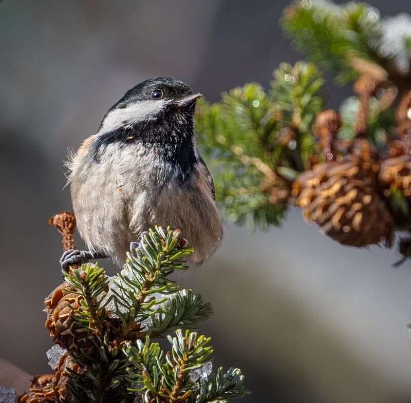 Этюд с синицей-московкойphoto preview