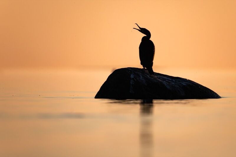 баклан, балтика, финский залив, птицы Песни под шум прибояphoto preview