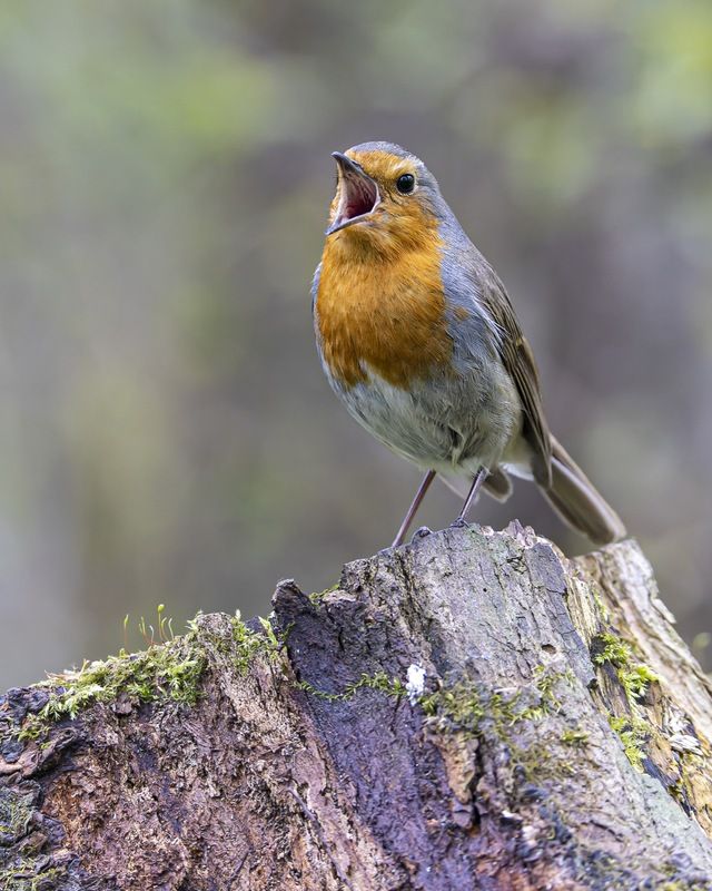 зарянка, птицы, малиновка Малиновка фото превью