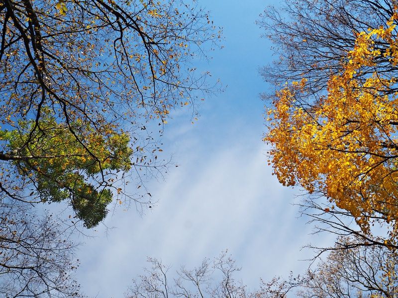 Autumn minimalphoto preview