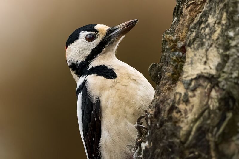 большой пёстрый дятел, great spotted woodpecker, Dendrocopos major, птица, дикая природа, woodpecker, птицы России, birdwatching, nature, wildlife photography, close-up bird Большой пестрый дятел photo preview