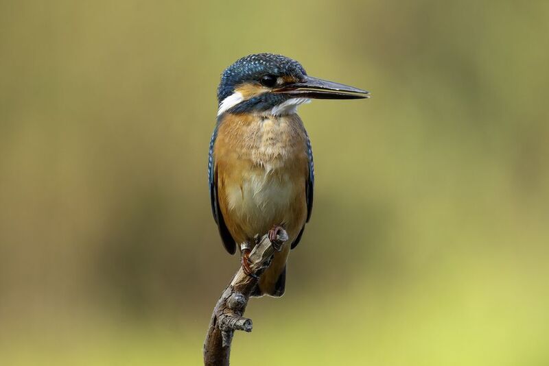 Зимородок обыкновенный.photo preview