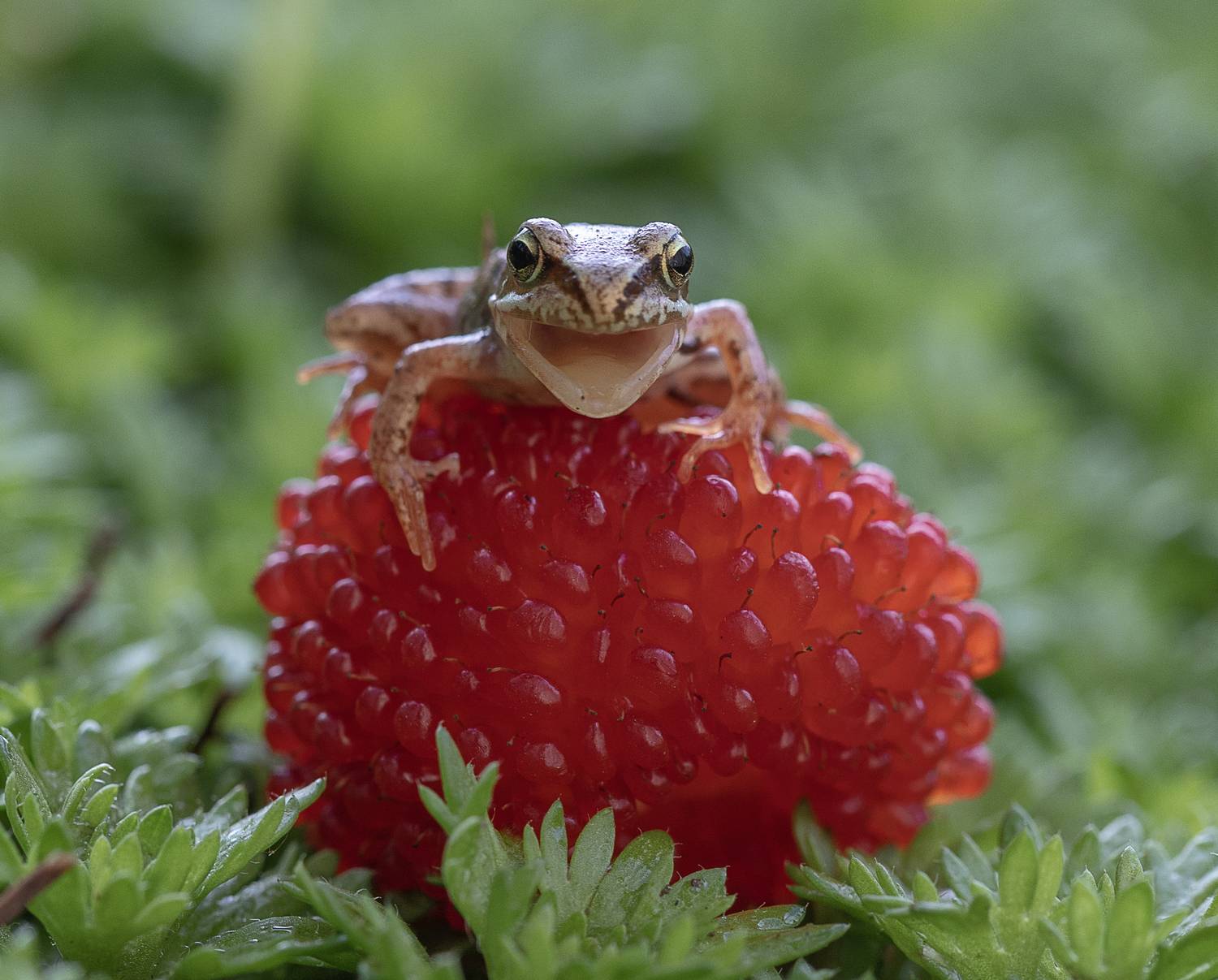 Моё!!!. Автор: Татьяна Феденкова ягода, лягушонок, лягушка, Татьяна Феденкова