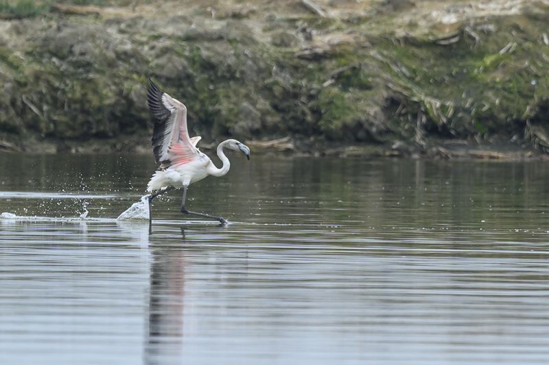 Розовый фламинго. Дагестан, Аджи-Папасphoto preview