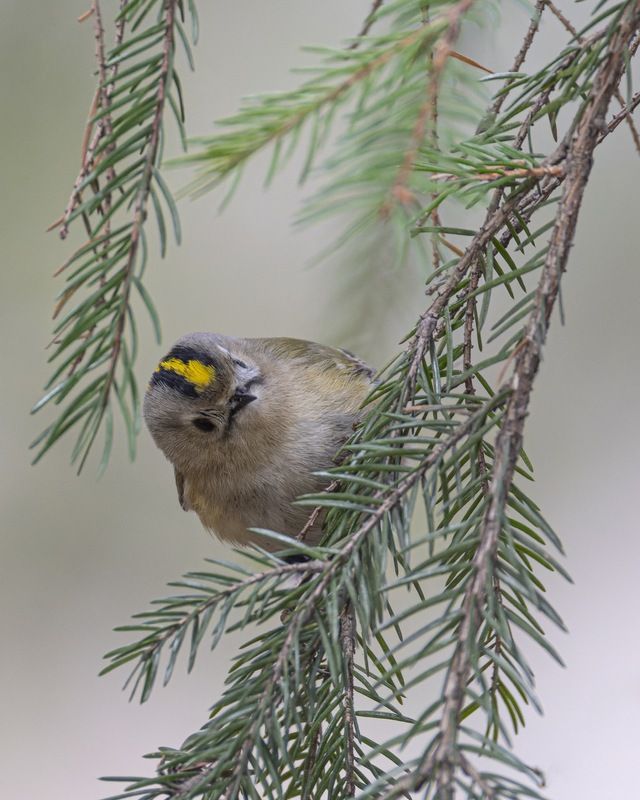 желтоголовый королек, королек, птицы Желтоголовый королекphoto preview