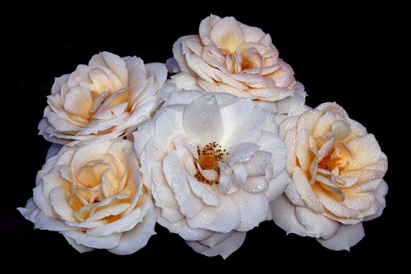 розы 15 июля в Коломенскомphoto preview