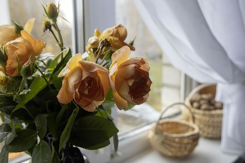 натюрморт, цветы, букеты Увядающие розы на окнеphoto preview