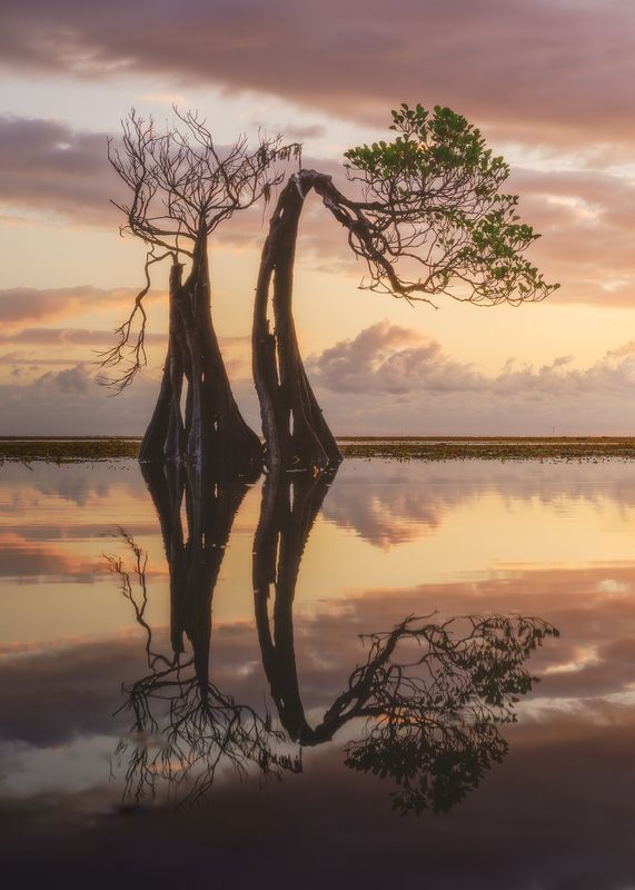 Circle of Lifephoto preview