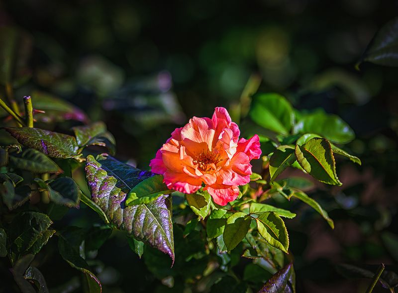 Южанкаphoto preview