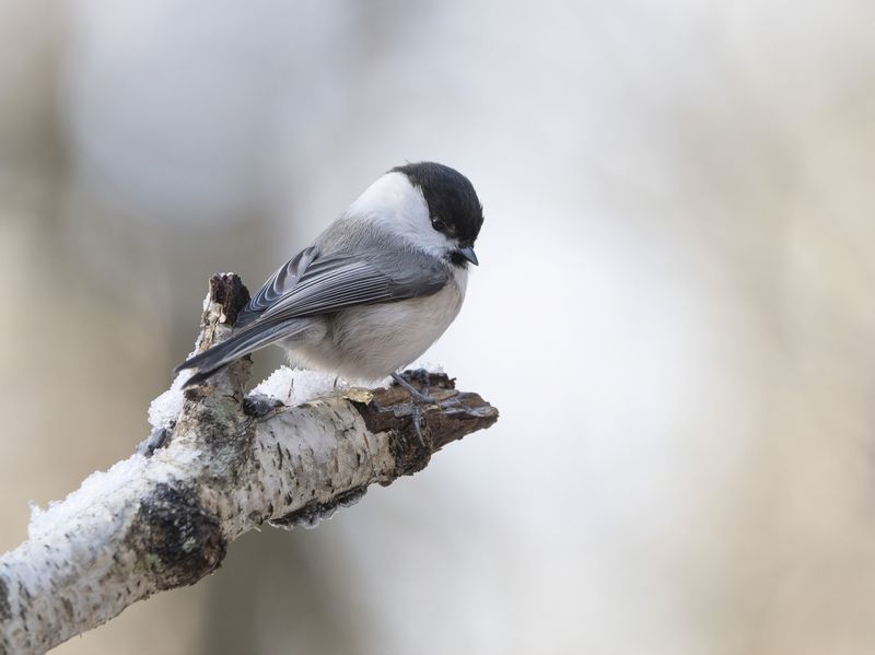 птицы,природа, осень Пухлякphoto preview