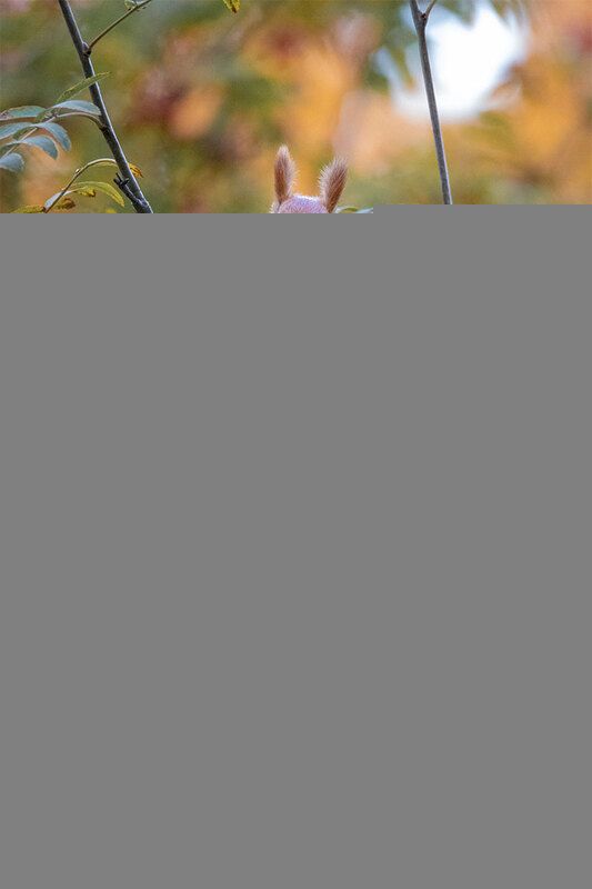 Белочка на рябине фото превью