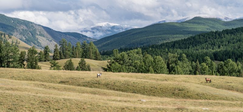 Россия, Горный Алтай, Улаганский район, лошади,   Горный Алтайphoto preview
