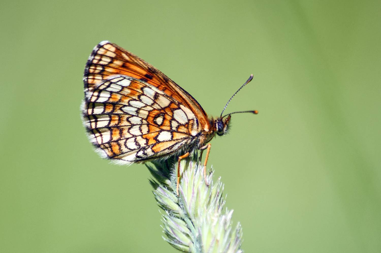 Шашечница. Автор: КарОл бабочка, шашечница, шашечница аталия, шашечница аталия, melitaea athalia, КарОл