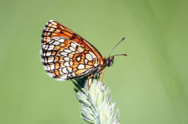 бабочка, шашечница, шашечница аталия, шашечница аталия, melitaea athalia Шашечницаphoto preview