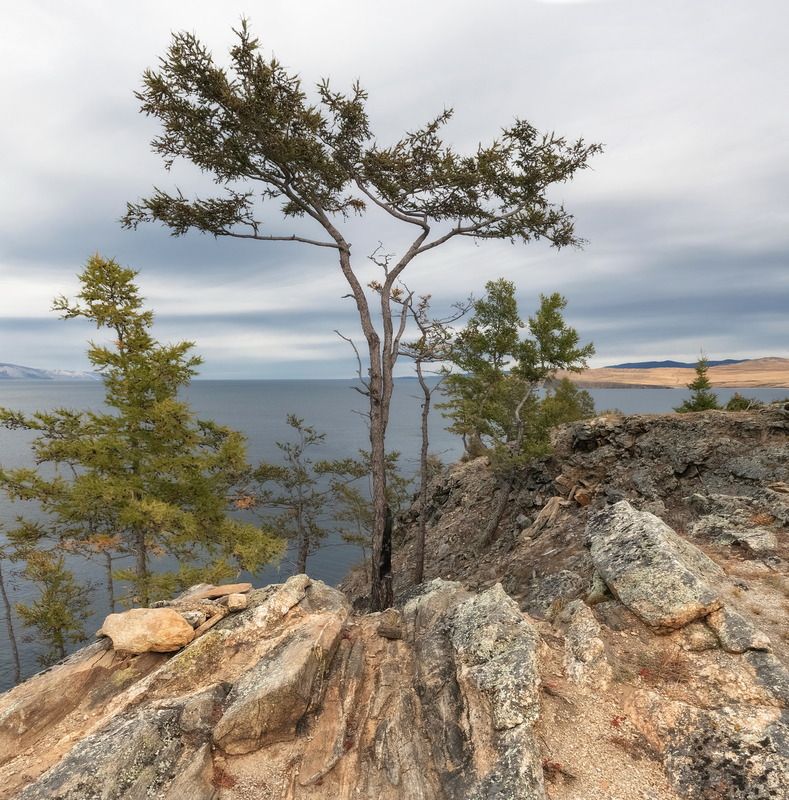 байкал, ольхон, скалы, осень, деревья Природный бонсайphoto preview