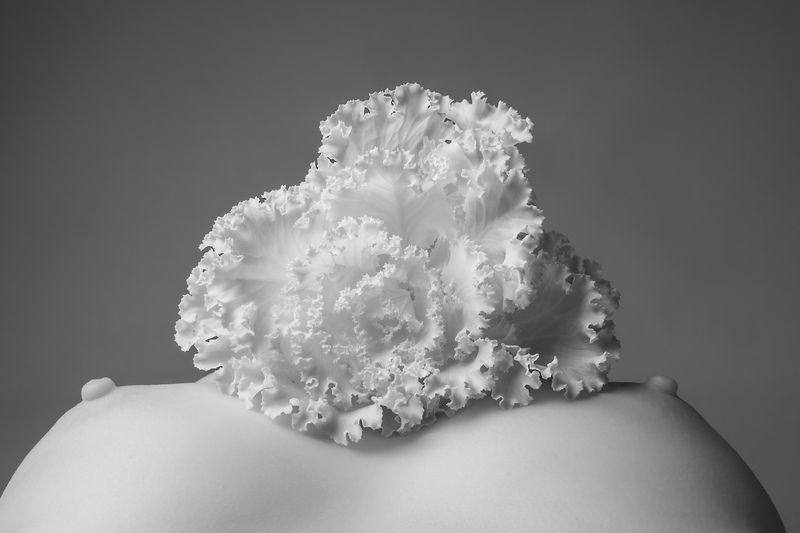 Brassica, брассика, декоративная капуста, ботаника, nude botanica, инфракрасная фотография Brassica. Nude Botanicaphoto preview