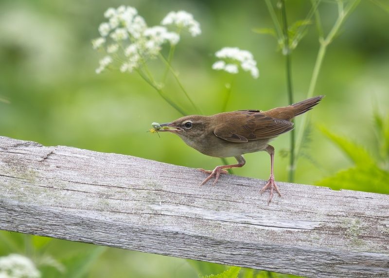 птицы, сверчок, сахалинский сверчок, helopsaltes, helopsaltes amnicola, сахалин Сахалинский сверчок и клоп фото превью