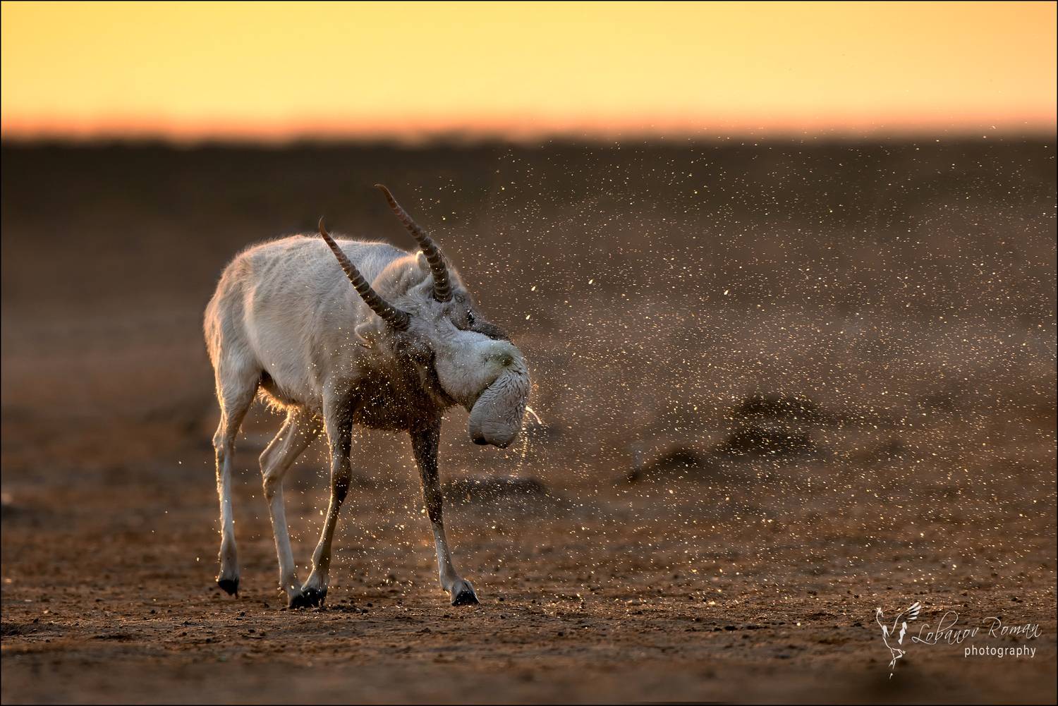 , Лобанов Роман