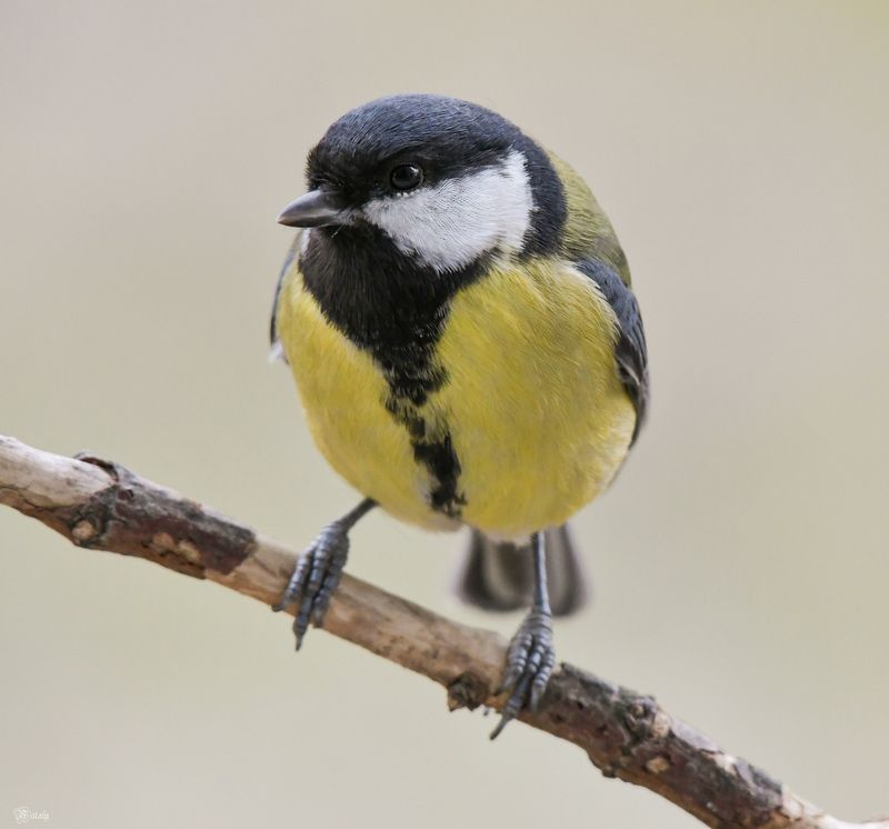 Большая синицаphoto preview