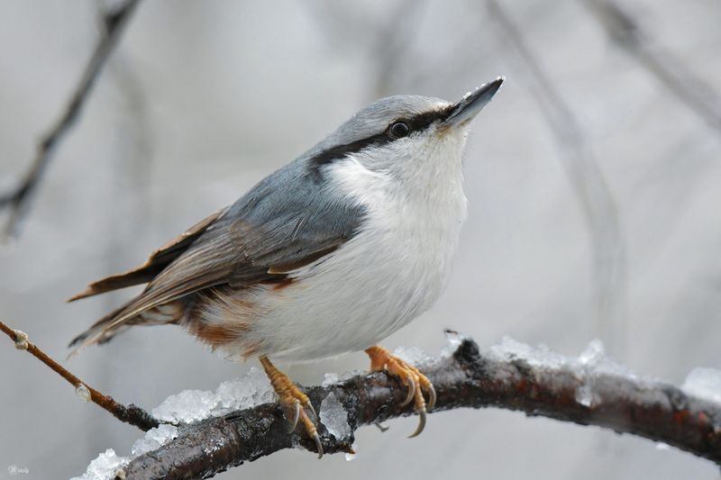 Поползеньphoto preview