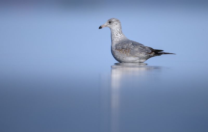 Ring-billed gull (Second winter)photo preview